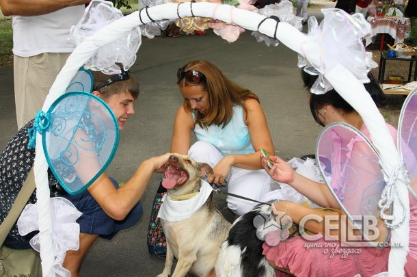 Собачья свадьба Алины Гросу